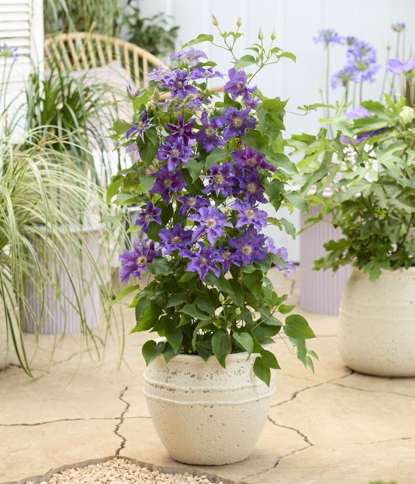 Waldrebe - Clematis 'Baroness Fookes'