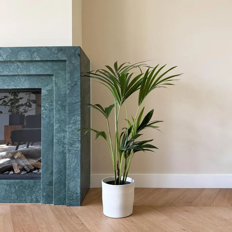 Kentiapalm - Howea forsteriana - Hoogte 90-100cm - ⌀18cm