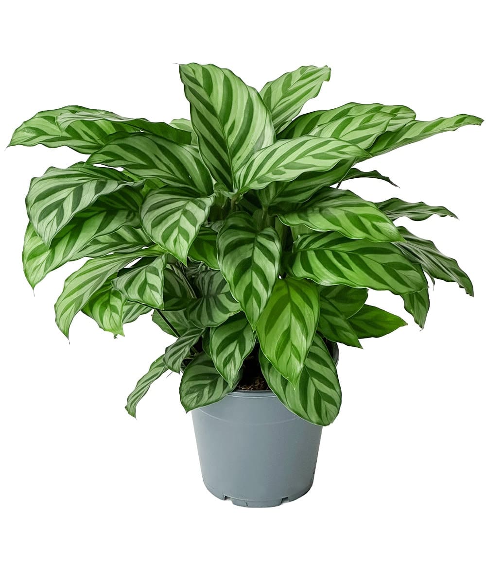 Calathea Leopardina