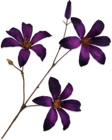 Silk-Ka kunstbloem Clematis paars 73 cm