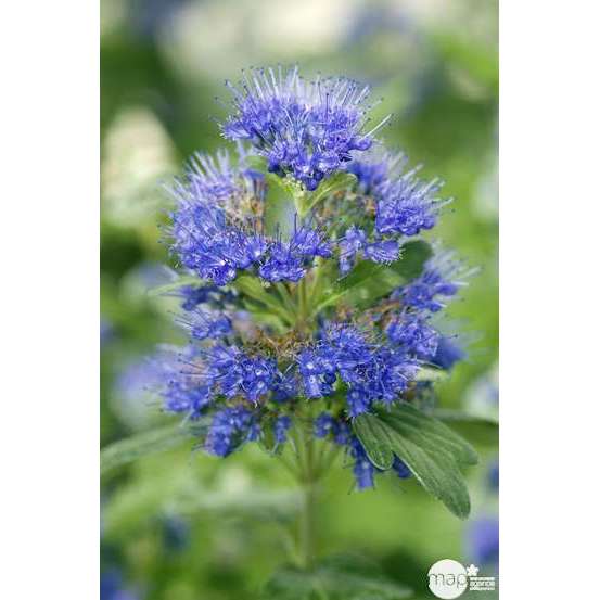 Caryopteris x clandonensis 'Grand Bleu' ® : Tougffe : ctr 4.5 L