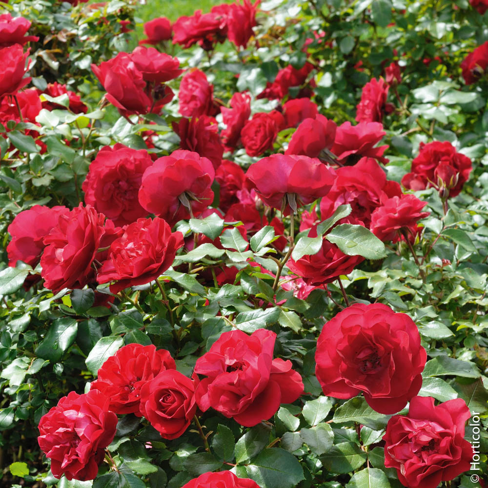 Rosier mona lisa ® meilyxir le pot de 3l