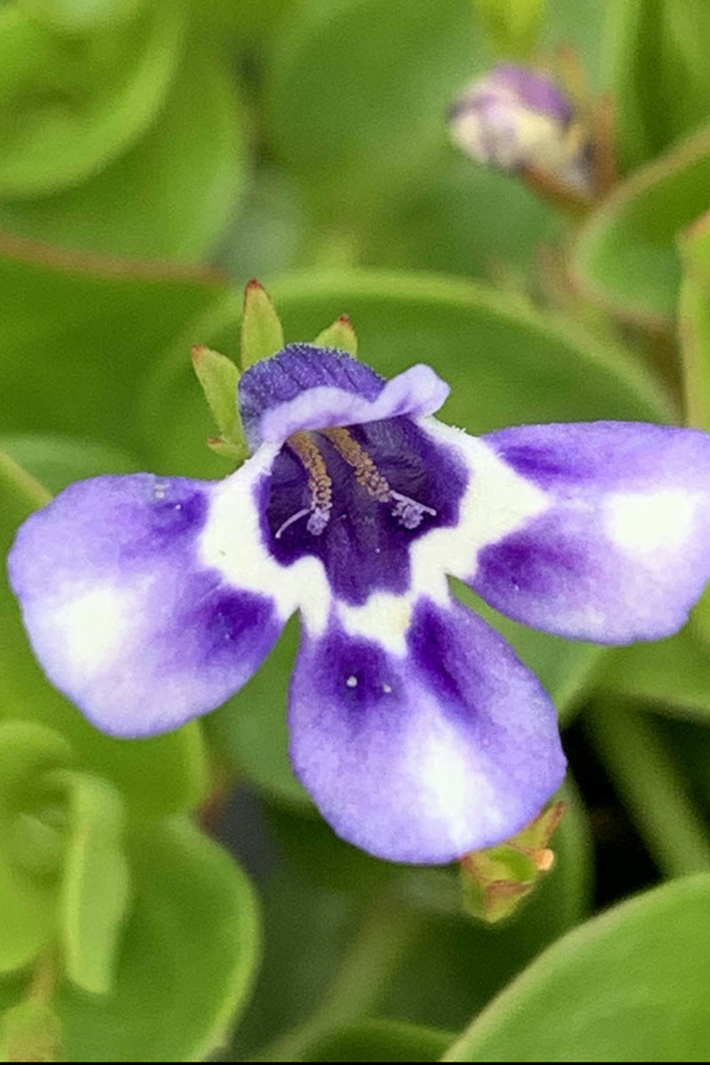 Lindernia grandiflora - 3l