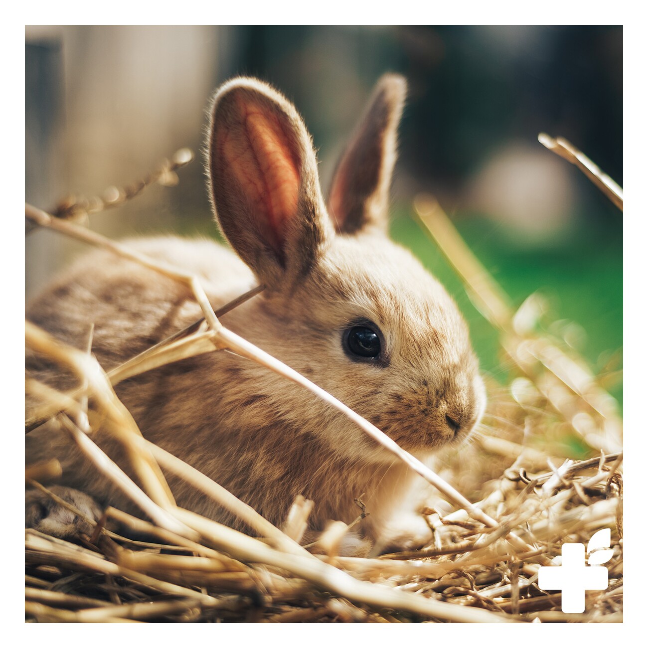 REAVET Bachblüten Globuli - Raufbold 10g