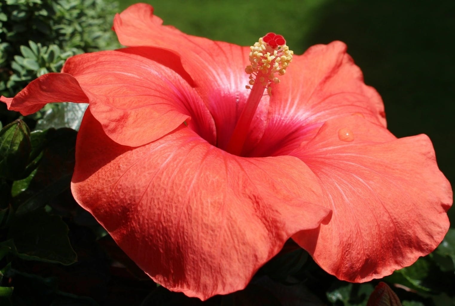 EtnoBotanika  Organic Hibiscus, 100 g