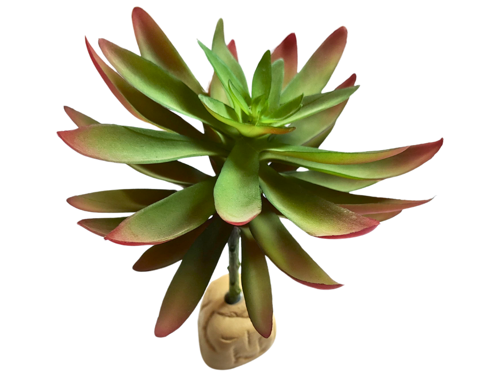 Planta Capitella para decoração de terrário