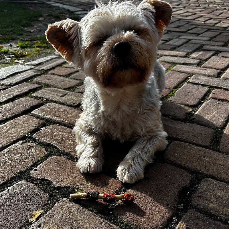 Dierapotheker BBQ Shaslick 5 stuks Hond | 13930