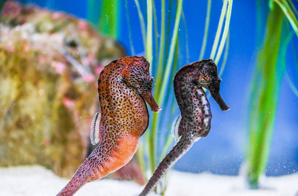 Sea Life Konstanz