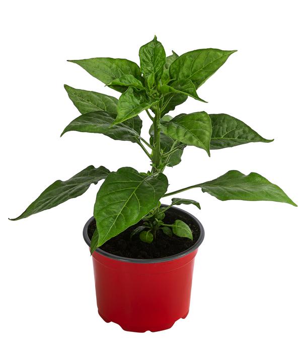 Chili 'Habanero', rot