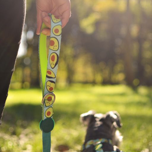 Guia para cães em poliéster multicolorido cor abacate Dashi