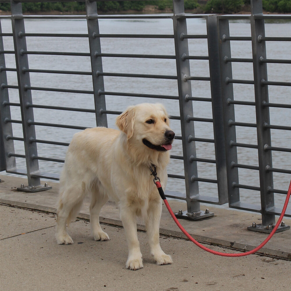 KONG Rope Leash - Zwart