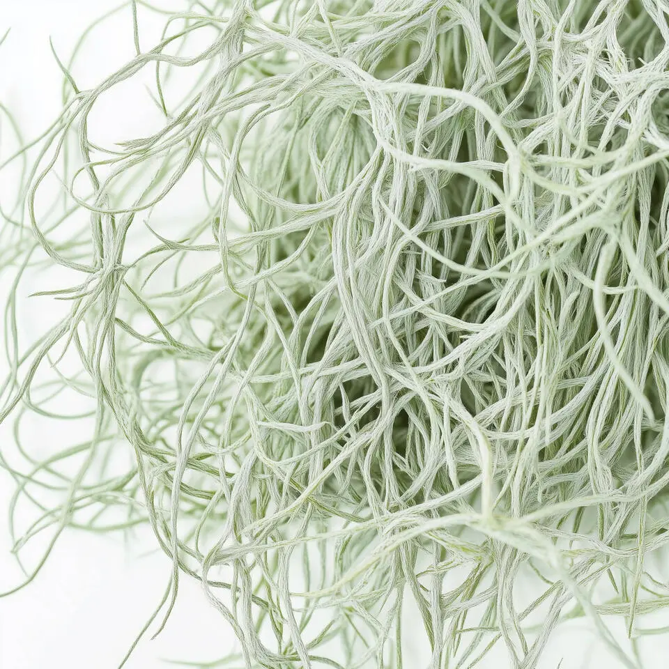 Luchtplantjes - Set van 6 - Tillandsia usneoides - Hoogte 25-40cm - ⌀5cm