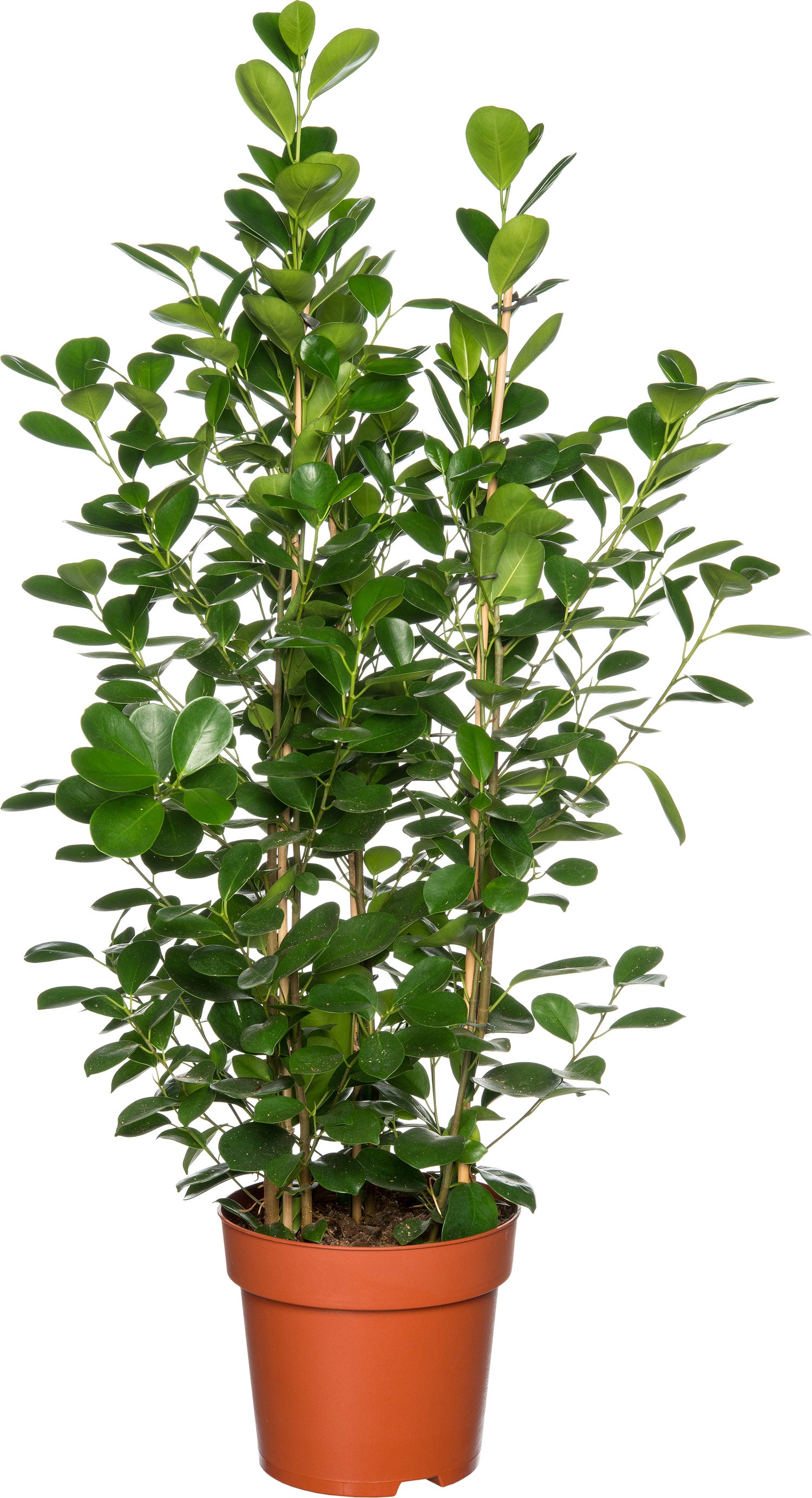 Vijgenboom (Ficus microcarpa 'Moclame') D 24 H 85 cm