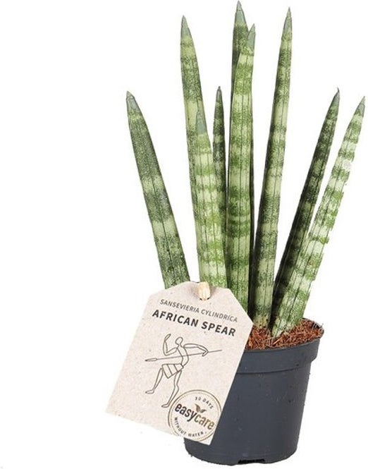 Vrouwentong (Sansevieria cylindrica 'Rocket') D 6 H 25 cm