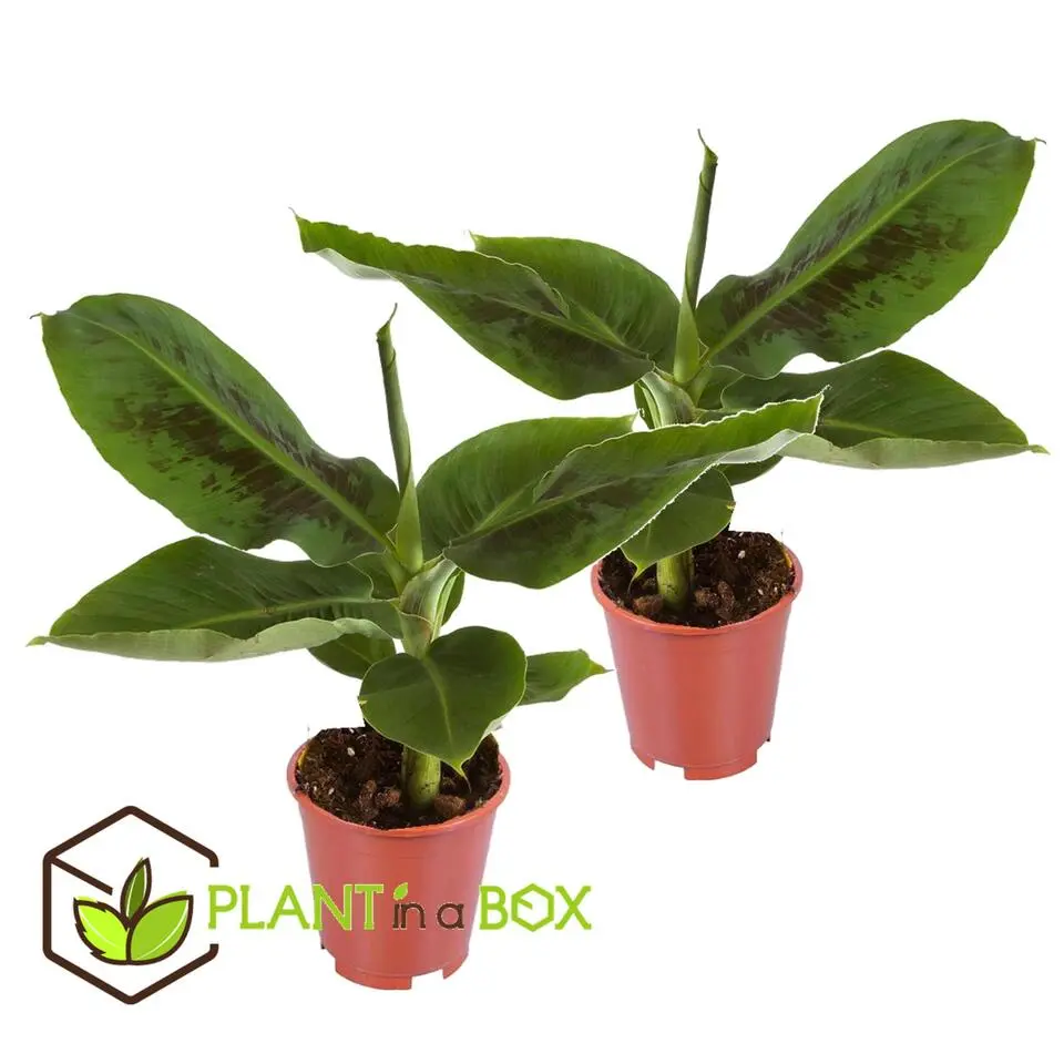 Bananenplant - Set van 2 - Musa 'Oriental Dwarf' - Hoogte 25-40cm - ⌀12cm