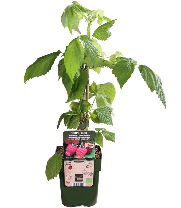 Bio Himbeere 'Sugana® Twotimer®', rot