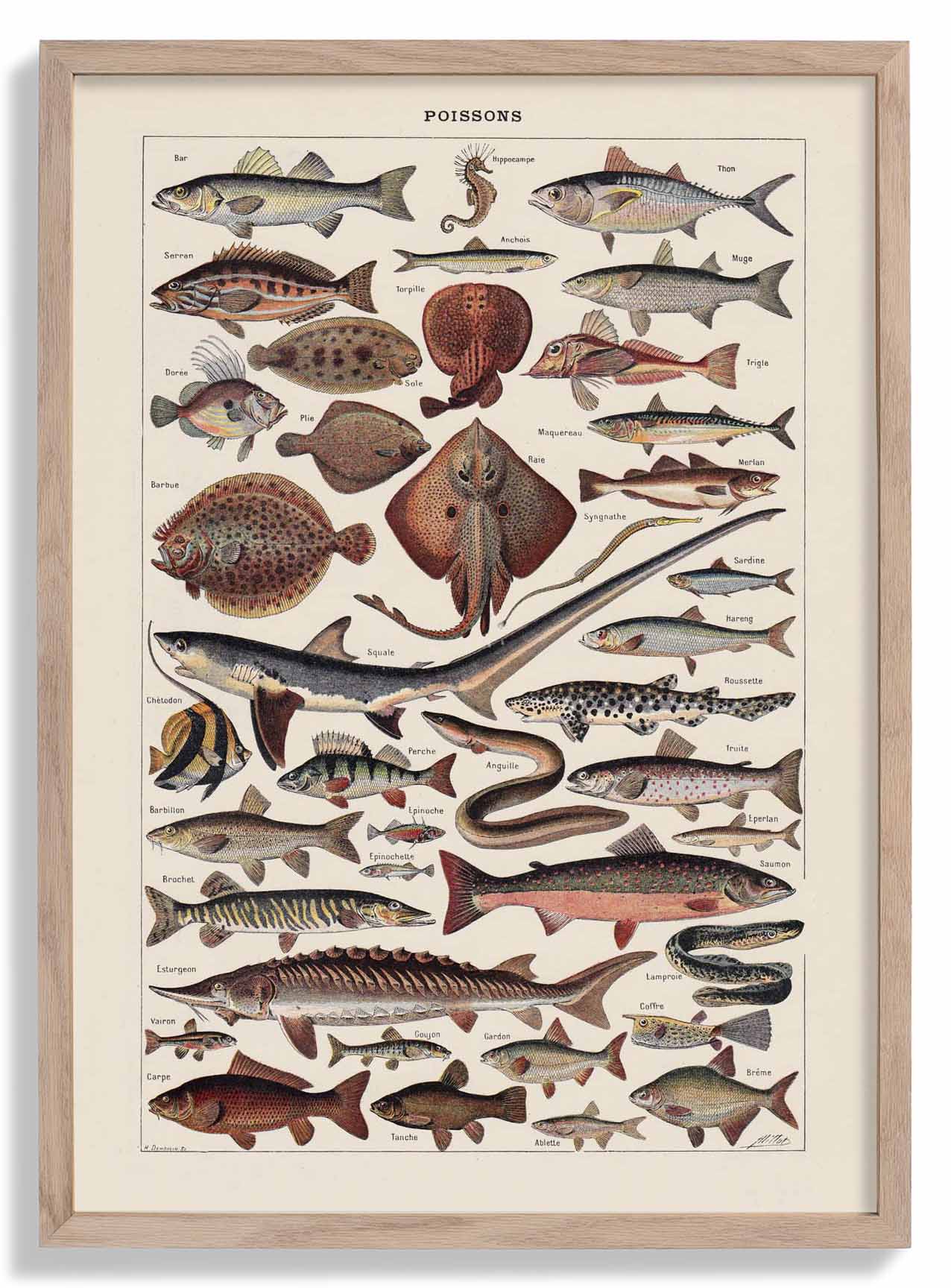 Poissons Fisch