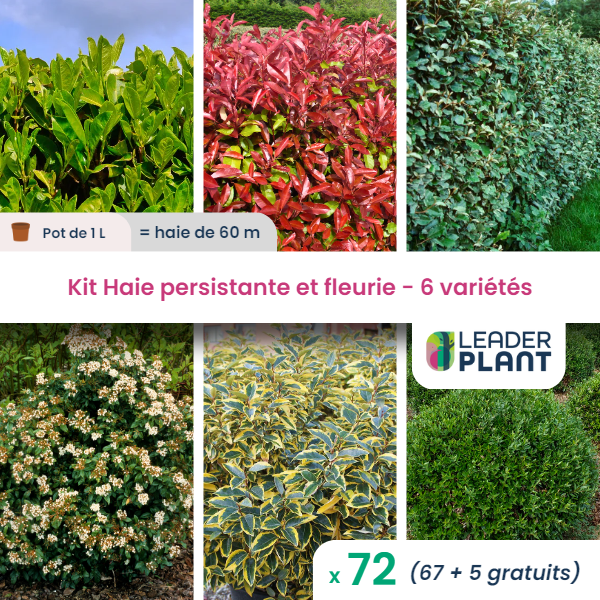 Kit haie persistante et fleurie 6 variétés – lot de 72 plants en pot de 1 l