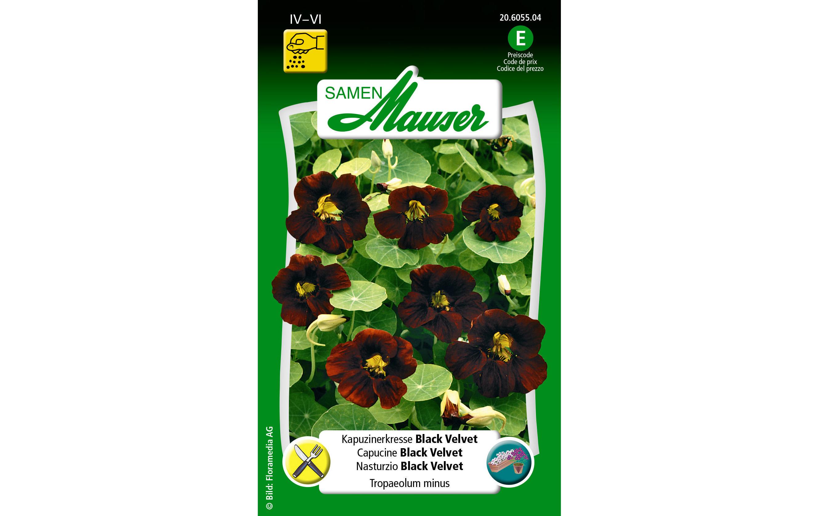 Essbare Blüten Kapuzinerkresse Black VelvetBlumensamen