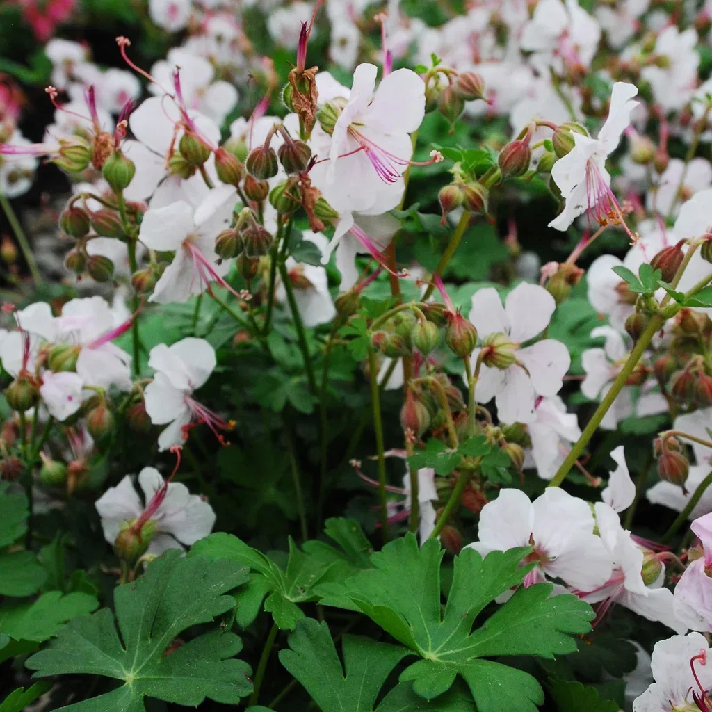 Geranium x cantabrigiense 'Biokovo' Kantabstorkenebb 'Biokovo' Ø11 cm