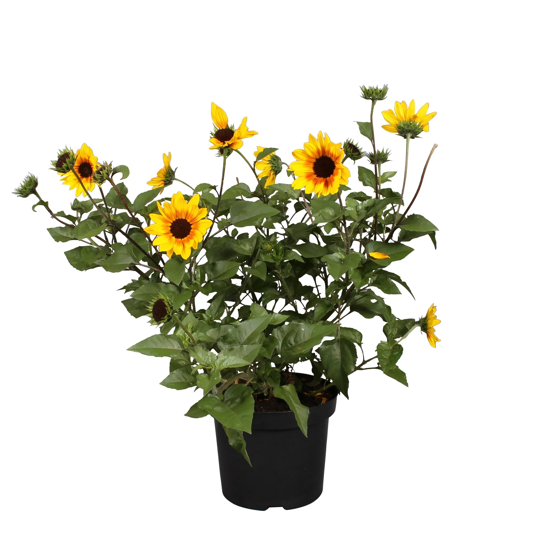 Helianthus x annuus SUNBELIEVABLE ’Brown Eyed Girl’ 19 cm Solsikke SUNBELIEVABLE ’Brown Eyed Girl’ Ø19 cm
