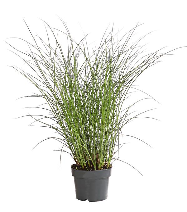 Chinaschilf 'Gracillimus'