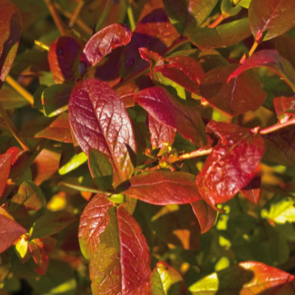 Myrtille corymbosum yello!belloblue® 'andval1601'/vaccinium corymbosum yello!belloblue® 'andval1601'[-]pot de 3l - 20/40 cm
