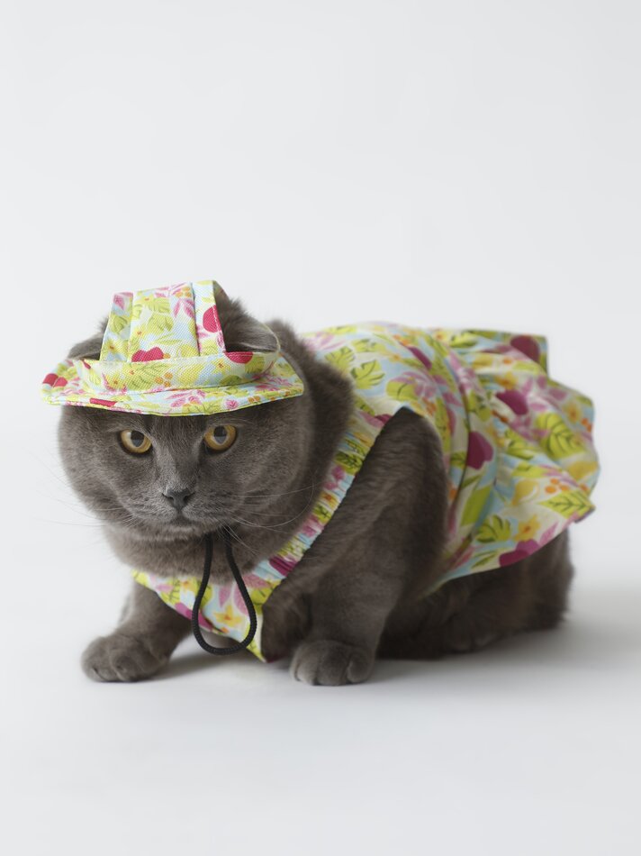 Chapéu estampado para animais de estimação - Verde