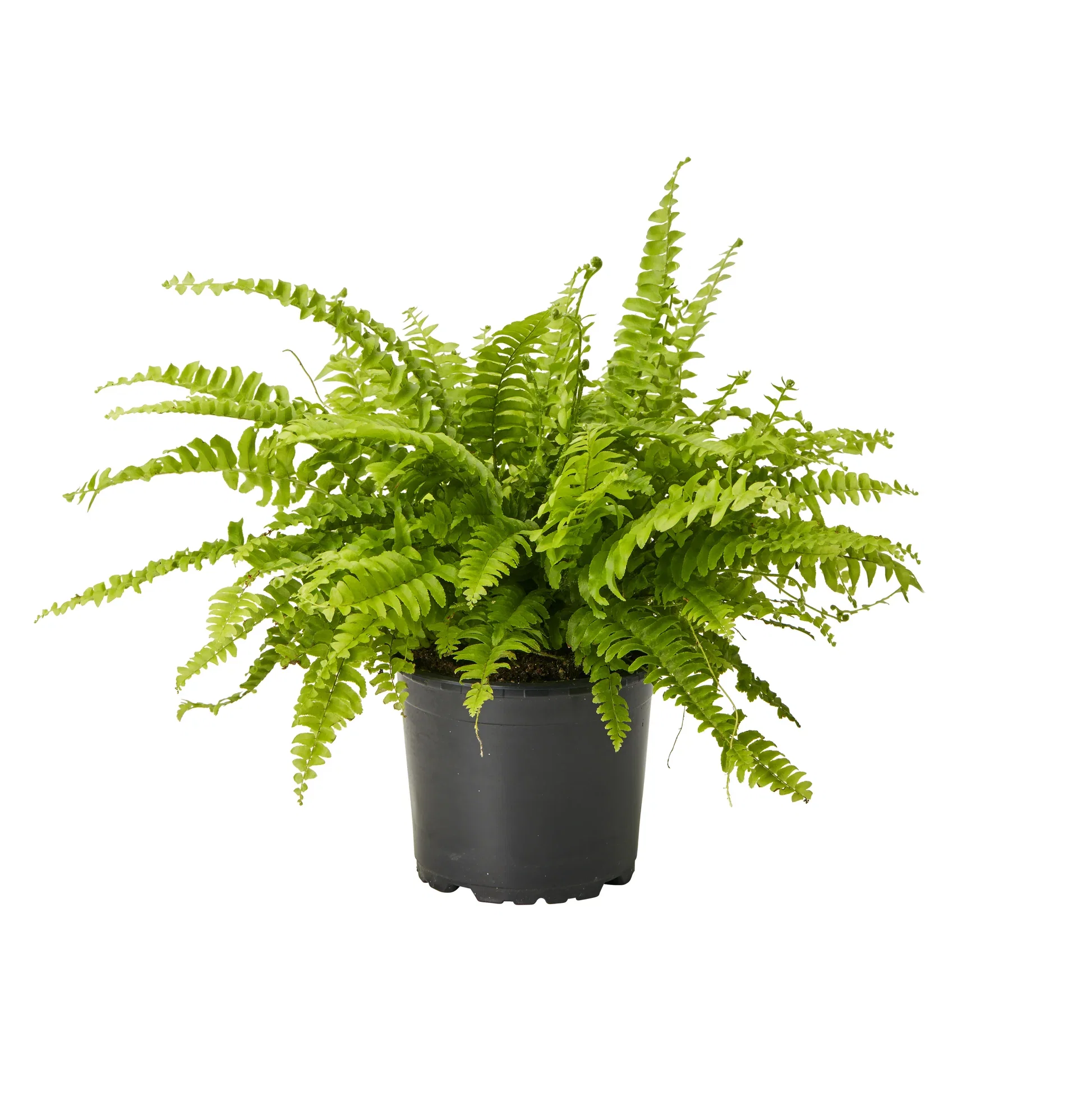 Nephrolepis exaltata 'Green Lady' Bostonbregne Høyde 30 cm