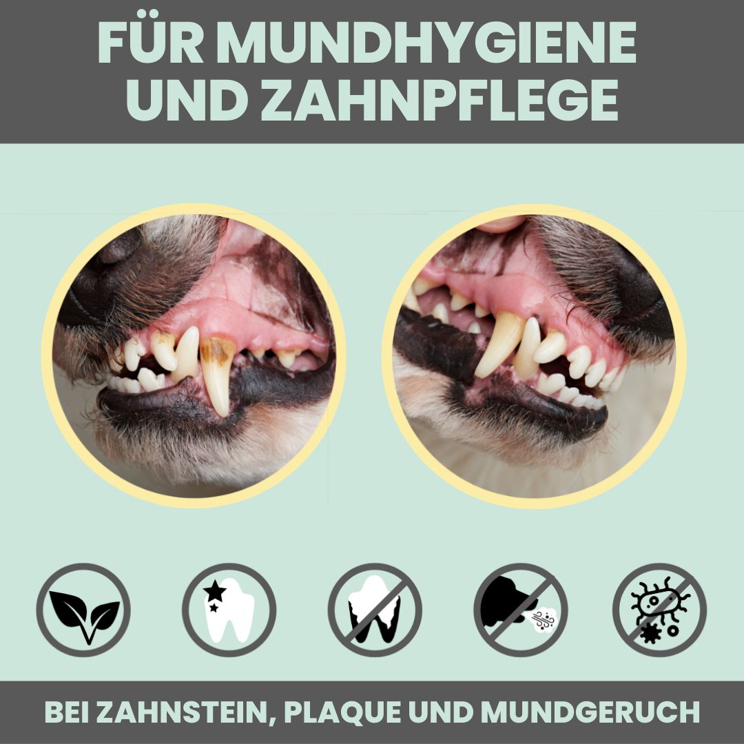 noms+ Dental-Spray bei Zahnstein für Hunde und Katzen [Jahresvorrat]
