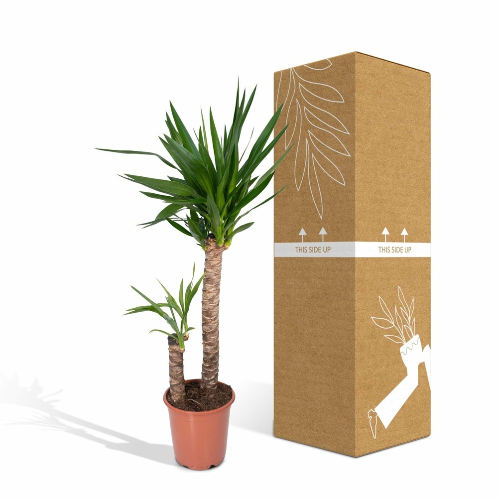 Plante d'intérieur - yucca xl h100.0cm 100.0cm