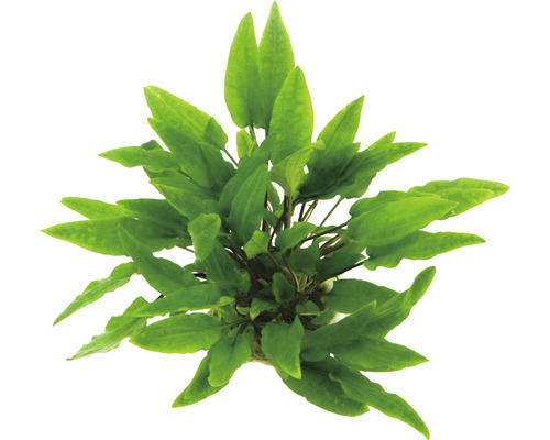 Groene watertrompet - Cryptocoryne wendtii groen