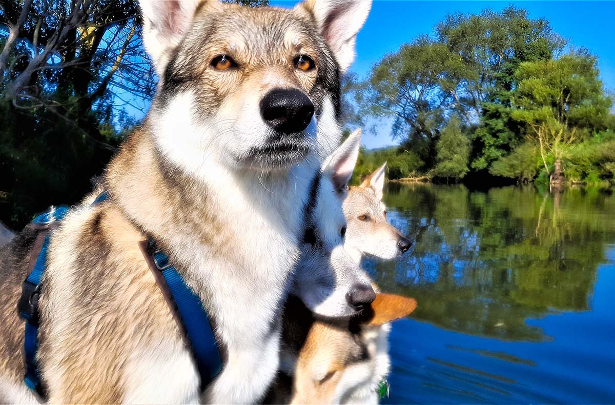 Trekkingtour Hofgeismar (Wolfhunde)