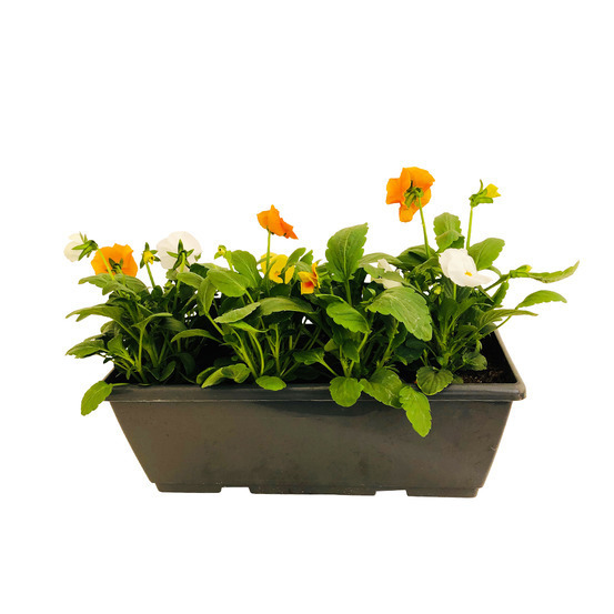 Pensée : Jardinière colorée 40 cm - Coloris variables