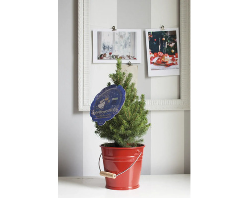 Dwerg Alberta Spar FloraSelf Picea glauca 'Conica' H 40-50 cm Mini Kerstboom geschikt om te planten