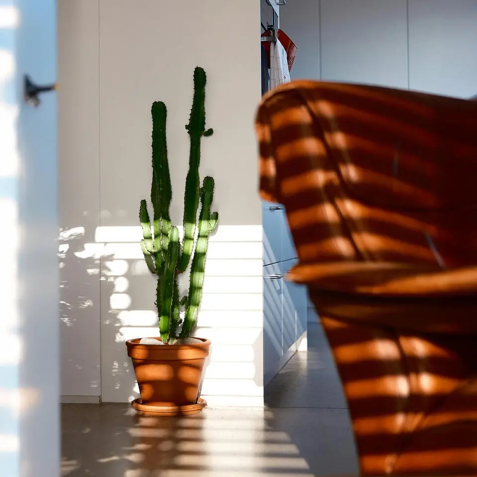 Cowboycactus - Euphorbia ingens - Hoogte 50-60cm - ⌀17cm