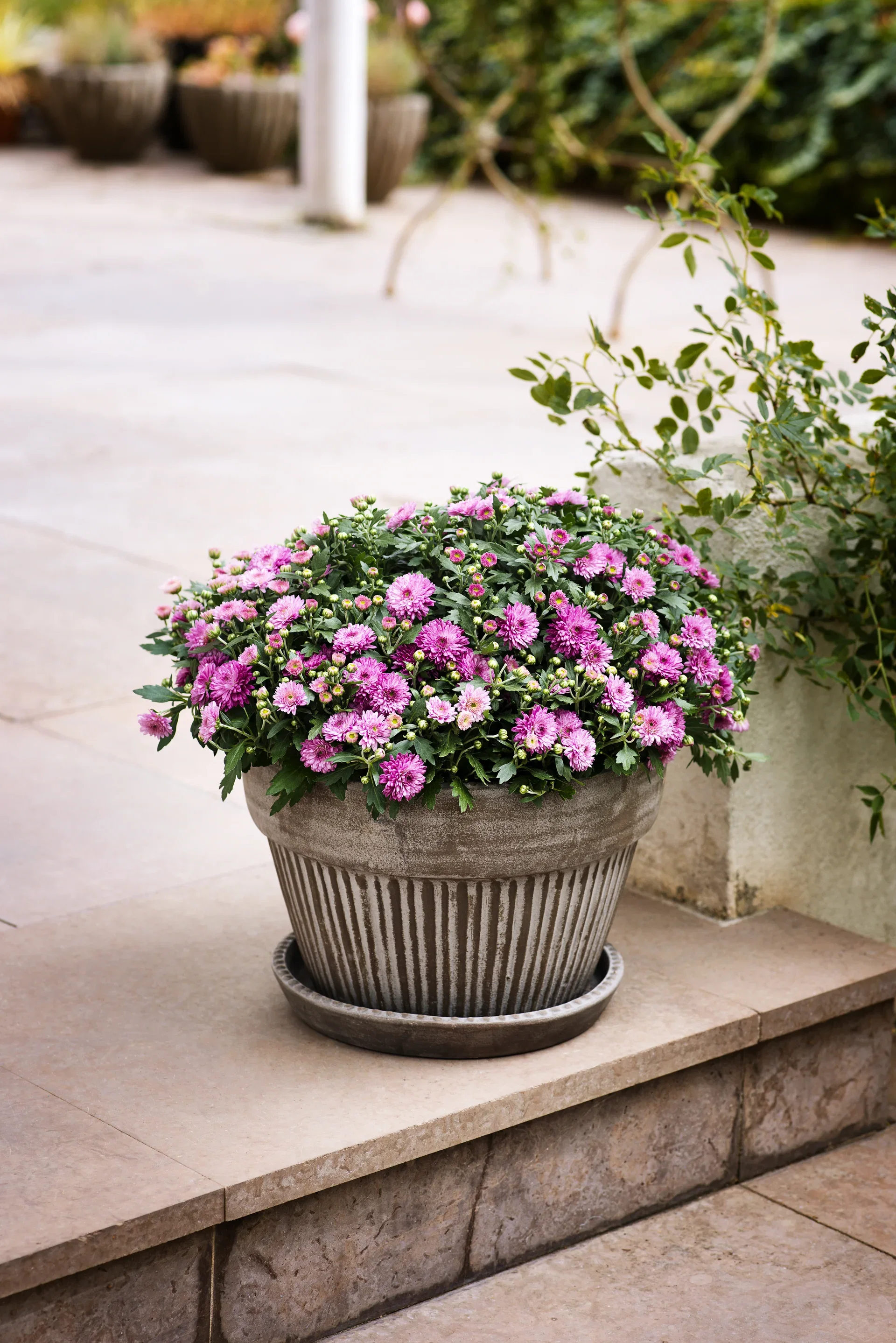 Symphyotrichum novi-belgii Aster Ø10,5 cm