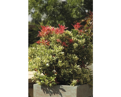 Lavendelheide FloraSElf Pieris japonica 'Carnaval' H 40-50 cm Co 6 L