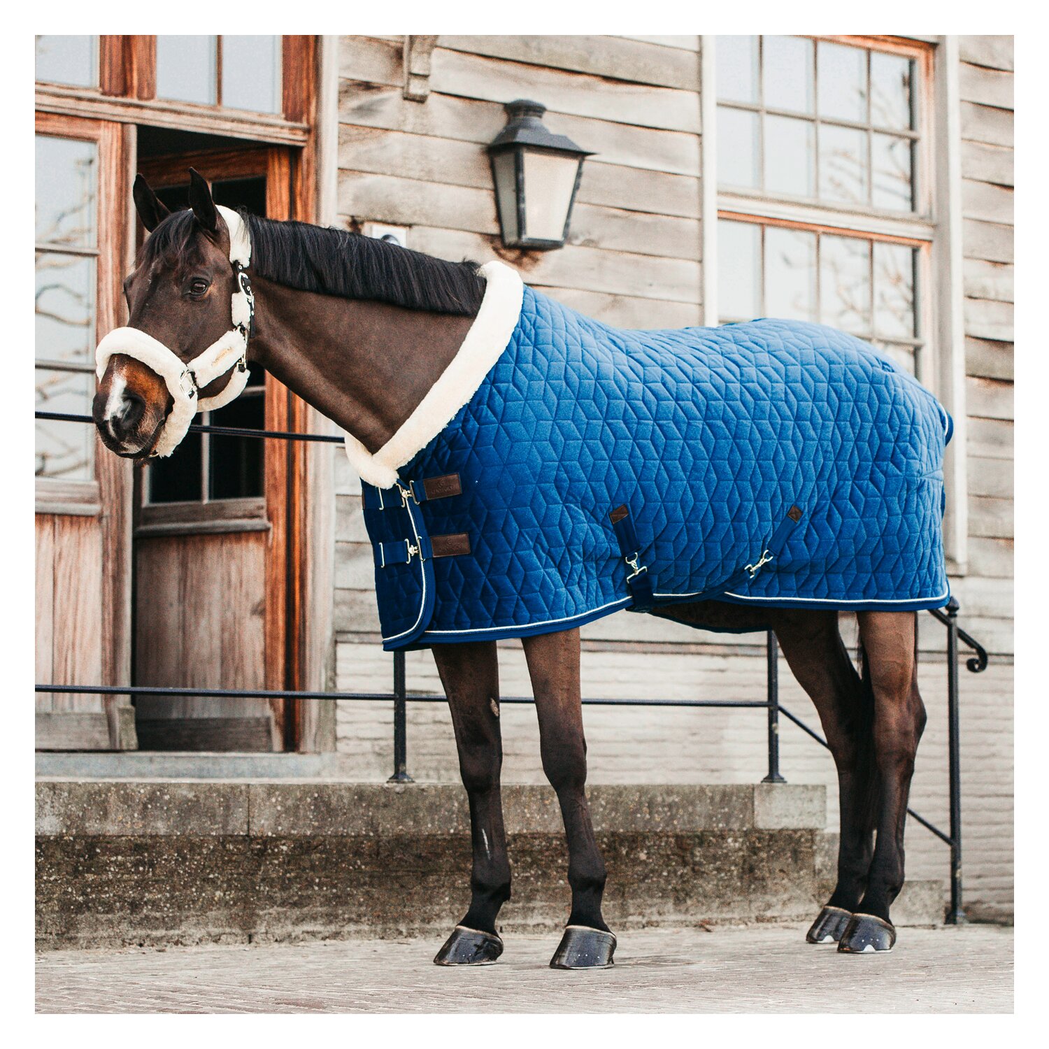 KENTUCKY Show Rug Velvet  - navy
