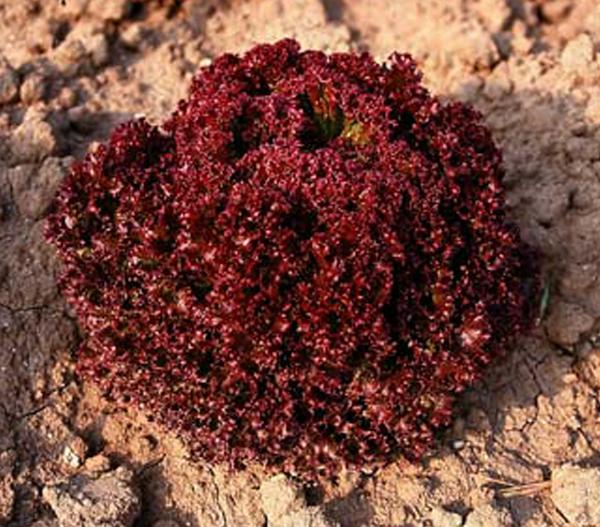 Bio Pflücksalat 'Lollo Rosso', 6er Schale
