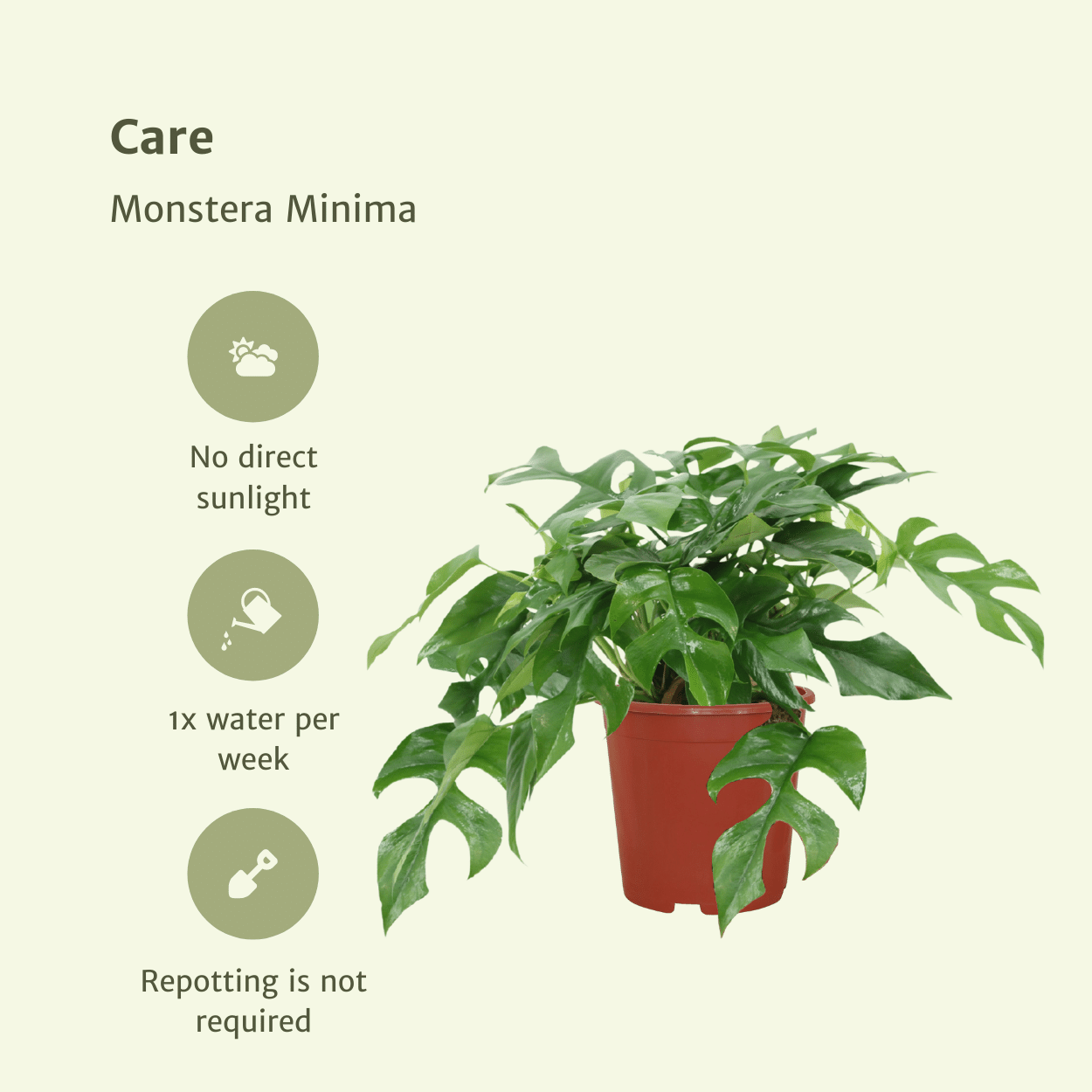 Plante d'intérieur - monstera minima - lot de 2 25cm