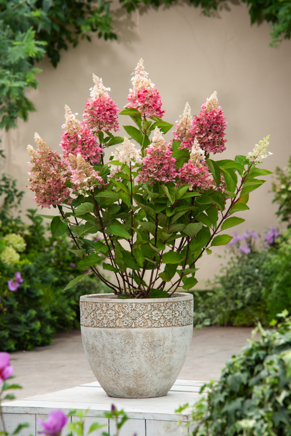 Hortensia 'pinky winky' - set de 4 - hortensia - pot 19cm - hauteur 25-40cm