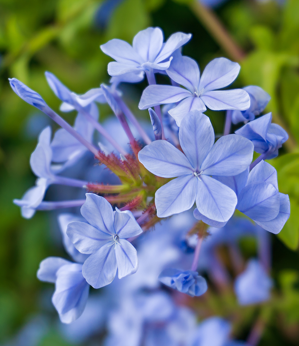 Stämmchen 'Plumbago', im 1,5-Liter Topf