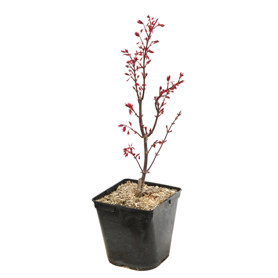 Acer palmatum Skeeter's Broom :C3L h40/60cm