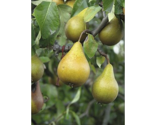 Biologische herfstpeer FloraZelforganisch Pyrus communis 'Gellerts Butterbirne' Stamhoogte 60 cm Totale hoogte ca. 130-150 cm Co 7,5 L Struik