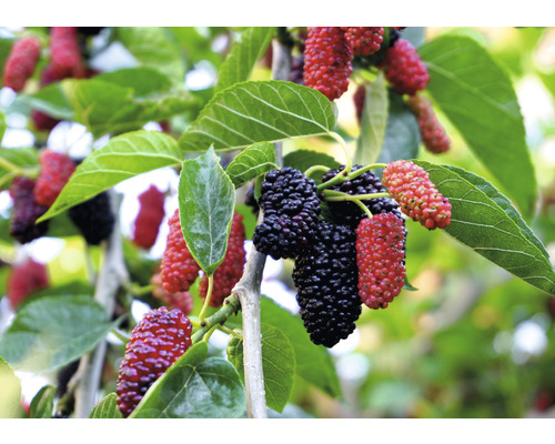 Biologische dwergmoerbei 'Mulle' FloraSelf Bio Morus 'Mulle' H 30-50 cm Co 3 L Wilde vrucht met vitaminerijke vruchten