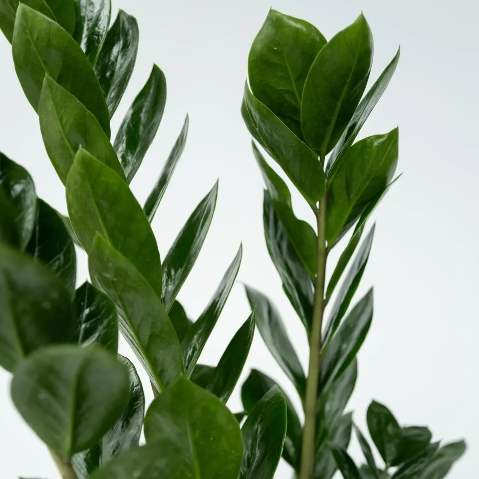 ZZ-plant - Zamioculcas Zamiifolia - Hoogte 55-65cm - ⌀17cm