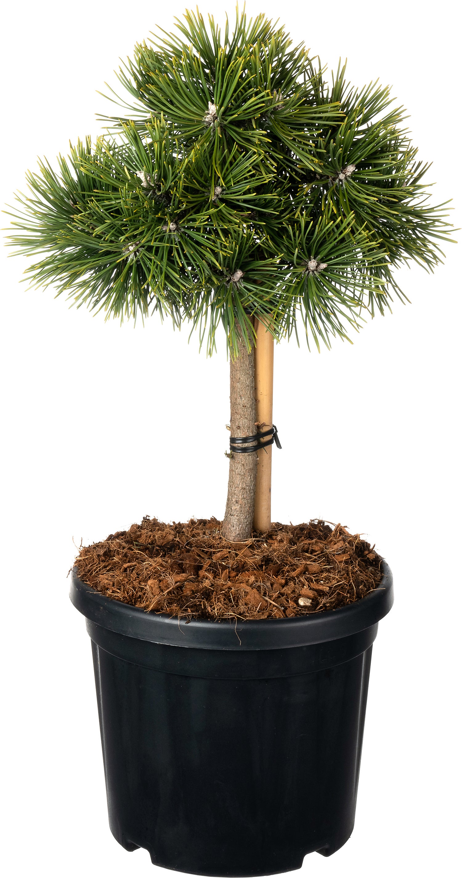 Zwarte Den (Pinus nigra 'Green Pearl'®) D 23 H 65 cm