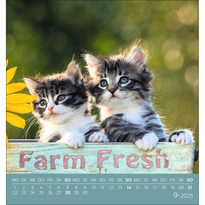 Postkartenkalender - 2025 - Schmusekatzen