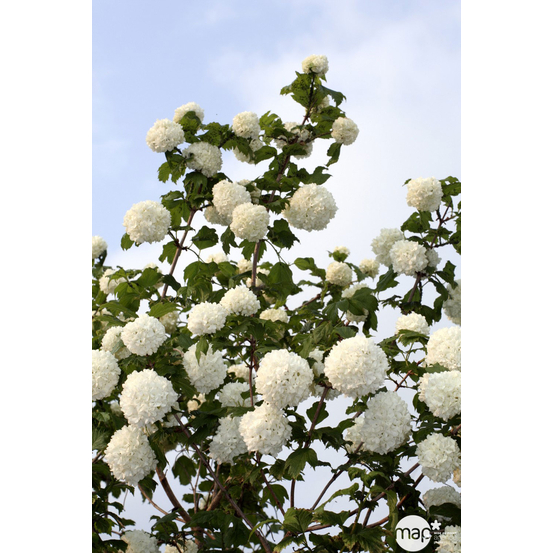 Viburnum opulus ' Roseum ' : ctr 5 litres